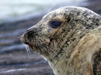 zeehond 2